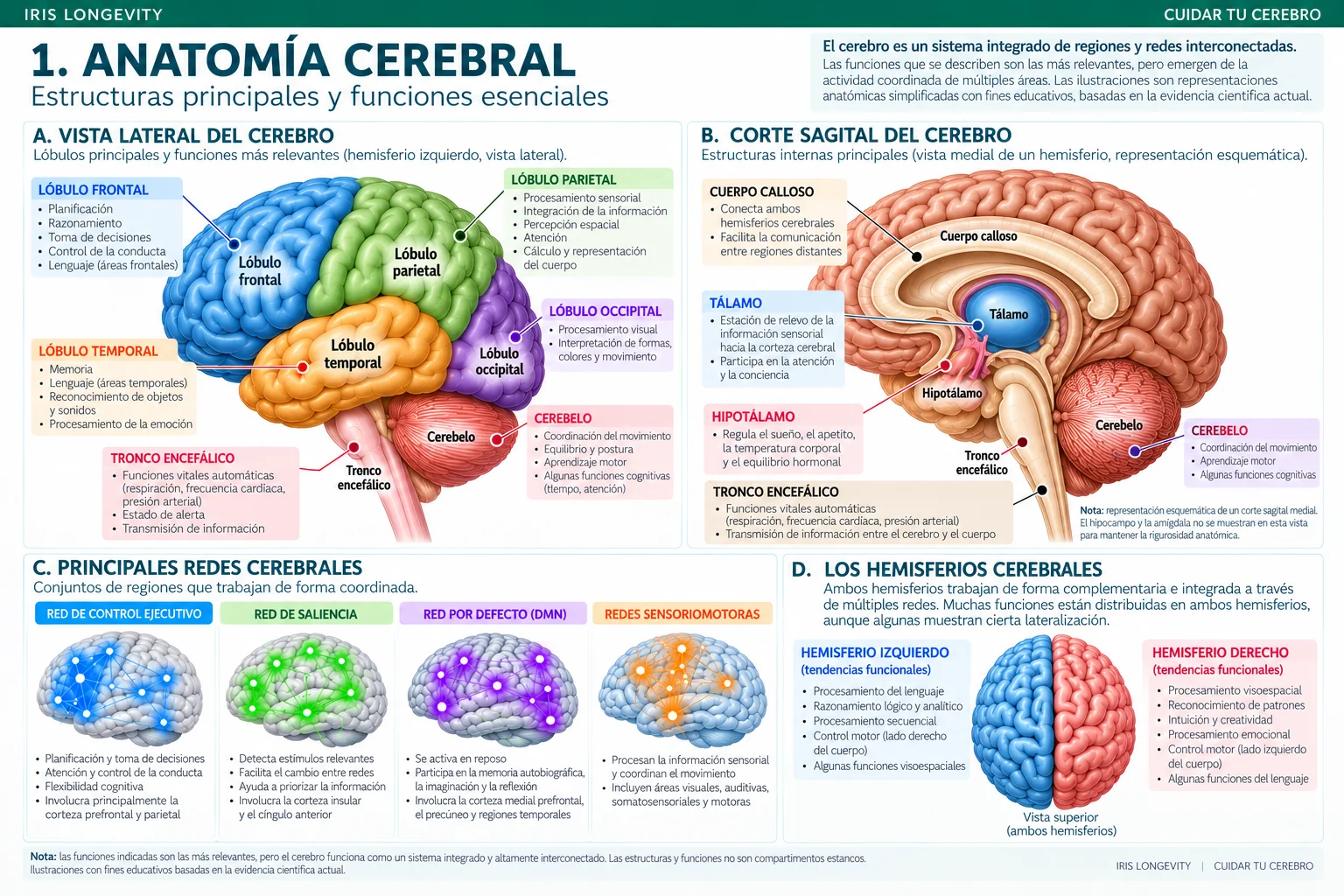 Lámina científica del Informe IRIS 05 sobre el cerebro humano